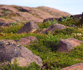 Diamond-and-Gold Flecked Rocks in Canada’s Far North May Signal Huge Riches