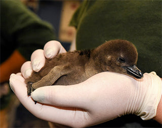 Maryland Zoo Gives Gem Names to ‘Precious and Rare’ African Penguin Hatchlings